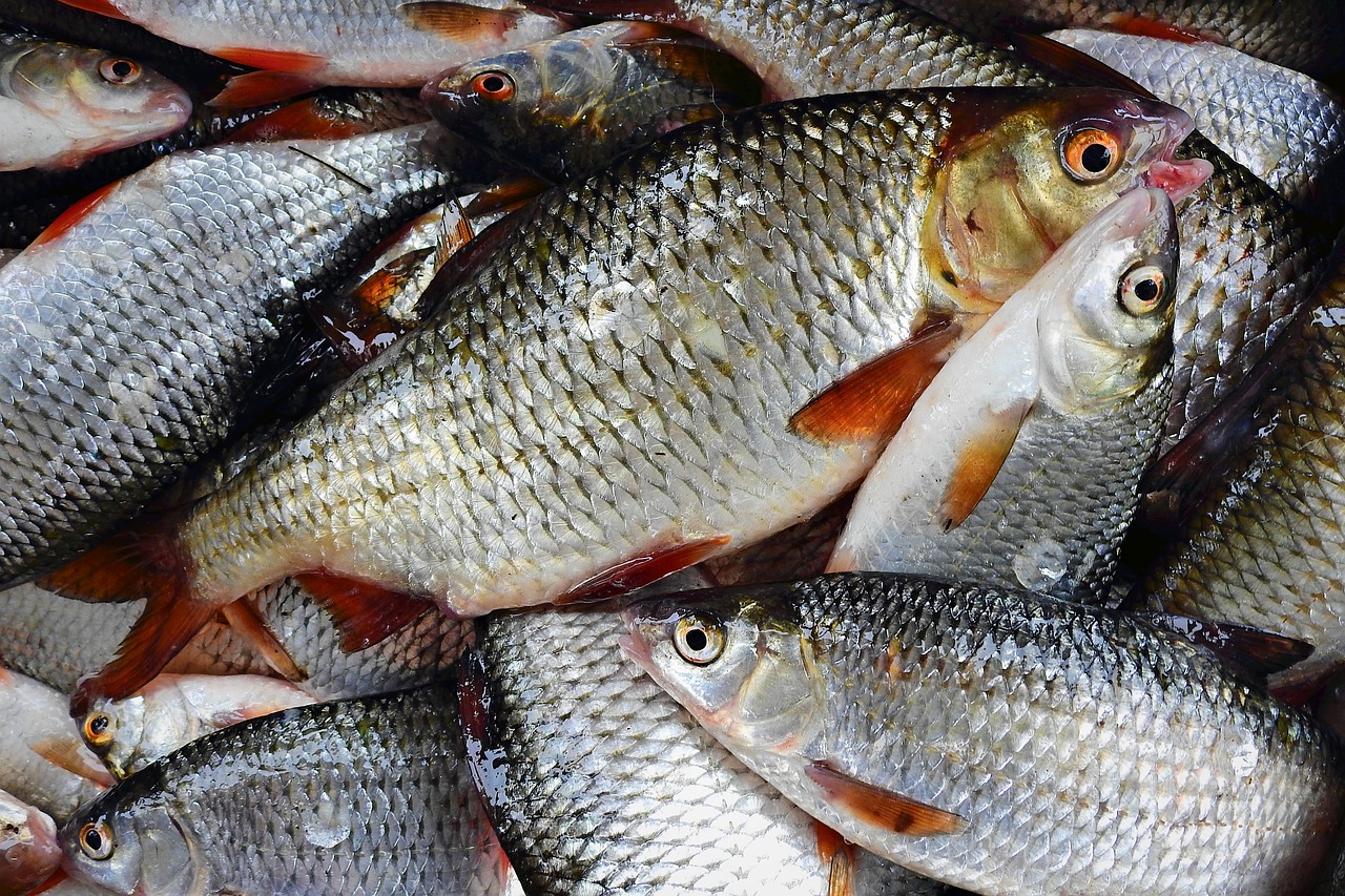 2024年新澳門天天開(kāi)獎(jiǎng)免費(fèi)查詢，艾瑞澤8調(diào)魚吃魚軟件版HUJ59.42.78